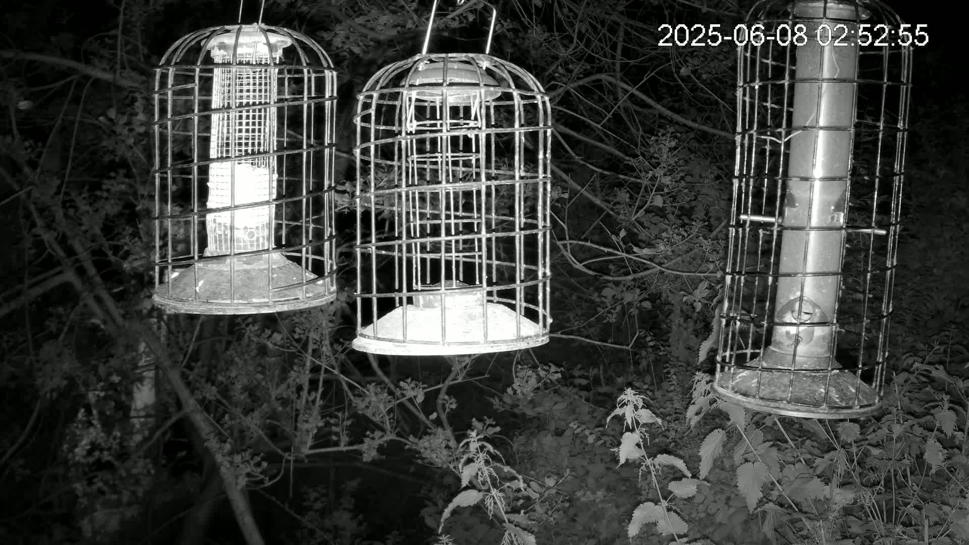 Cornwall, Bird Watching Bird Feeder Live Cam -  Helston, Cornwall, South West, England, United Kingdom