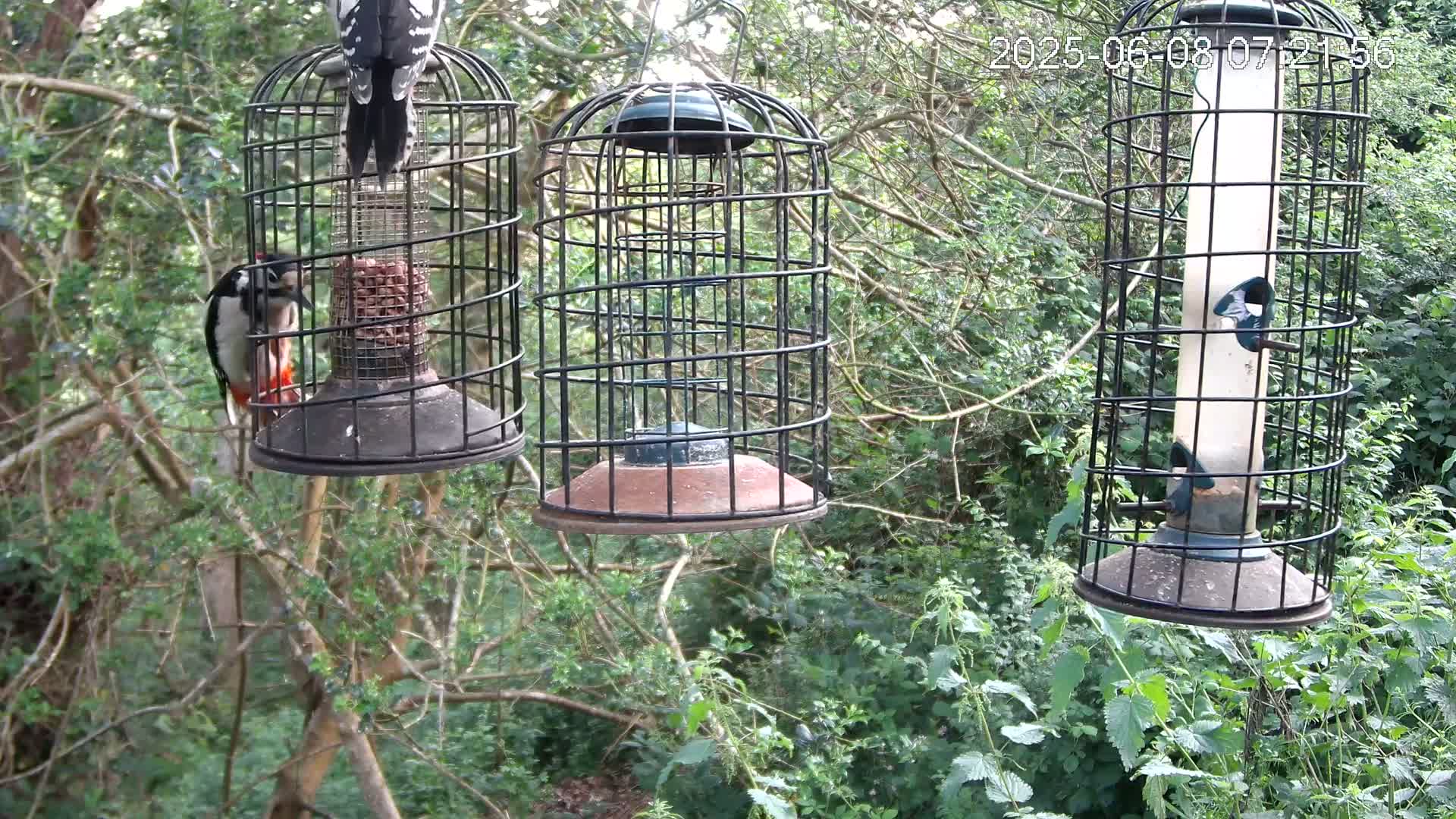 Cornwall, Bird Watching Bird Feeder Live Cam -  Helston, Cornwall, South West, England, United Kingdom