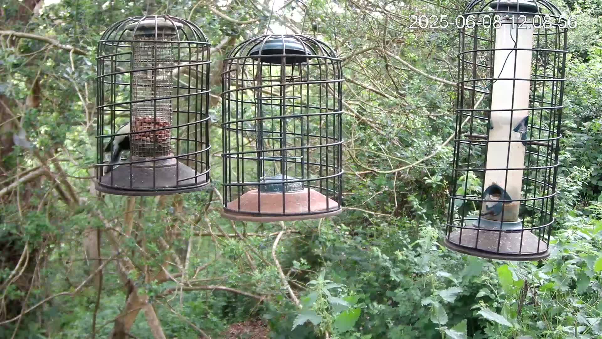 Three caged bird feeders hang from branches in a leafy green wooded area.