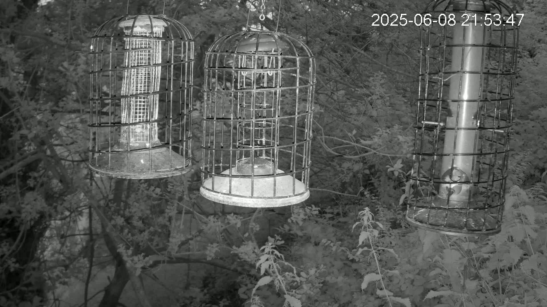 Cornwall, Bird Watching Bird Feeder Live Cam -  Helston, Cornwall, South West, England, United Kingdom