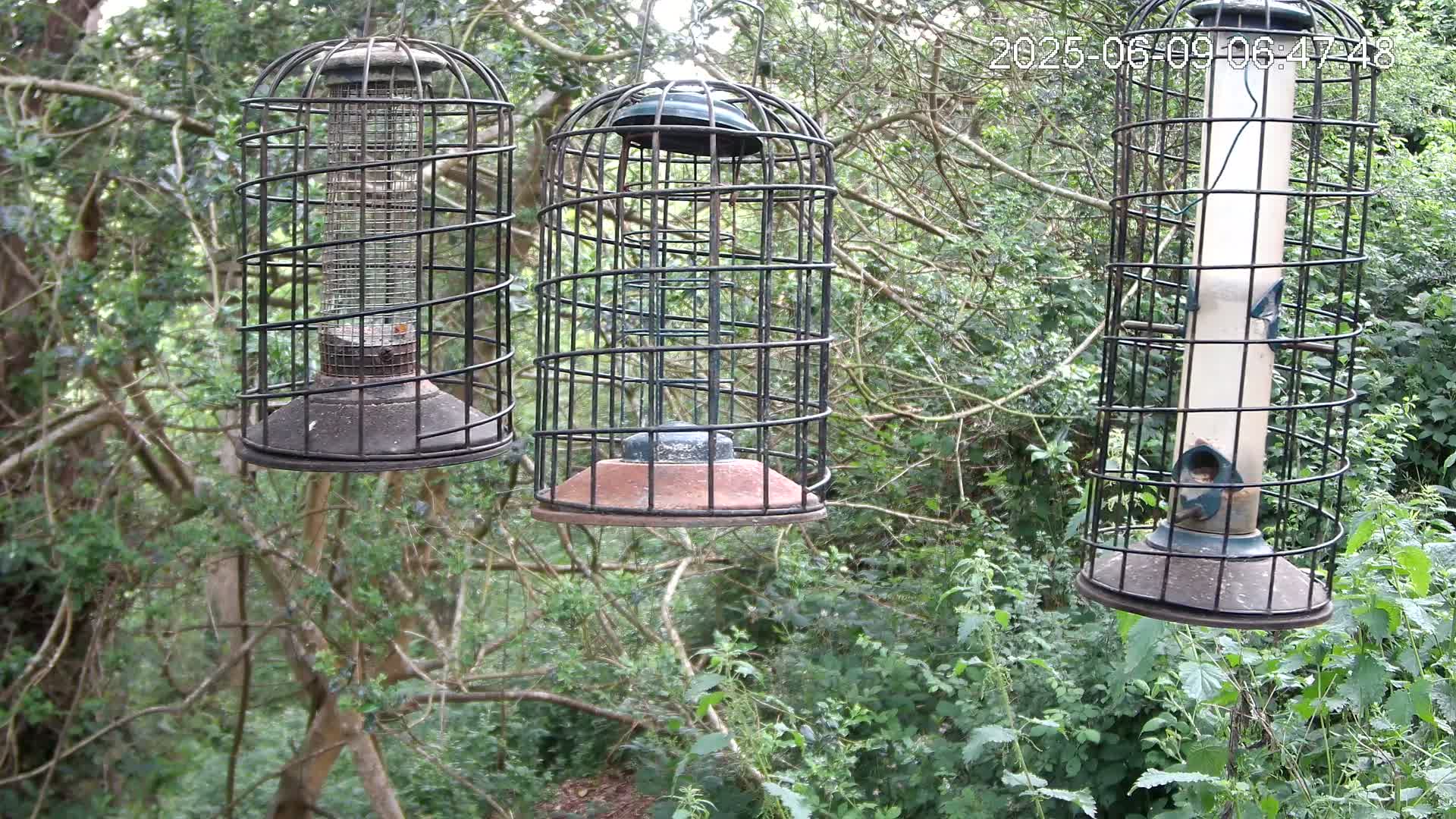 Cornwall, Bird Watching Bird Feeder Live Cam -  Helston, Cornwall, South West, England, United Kingdom