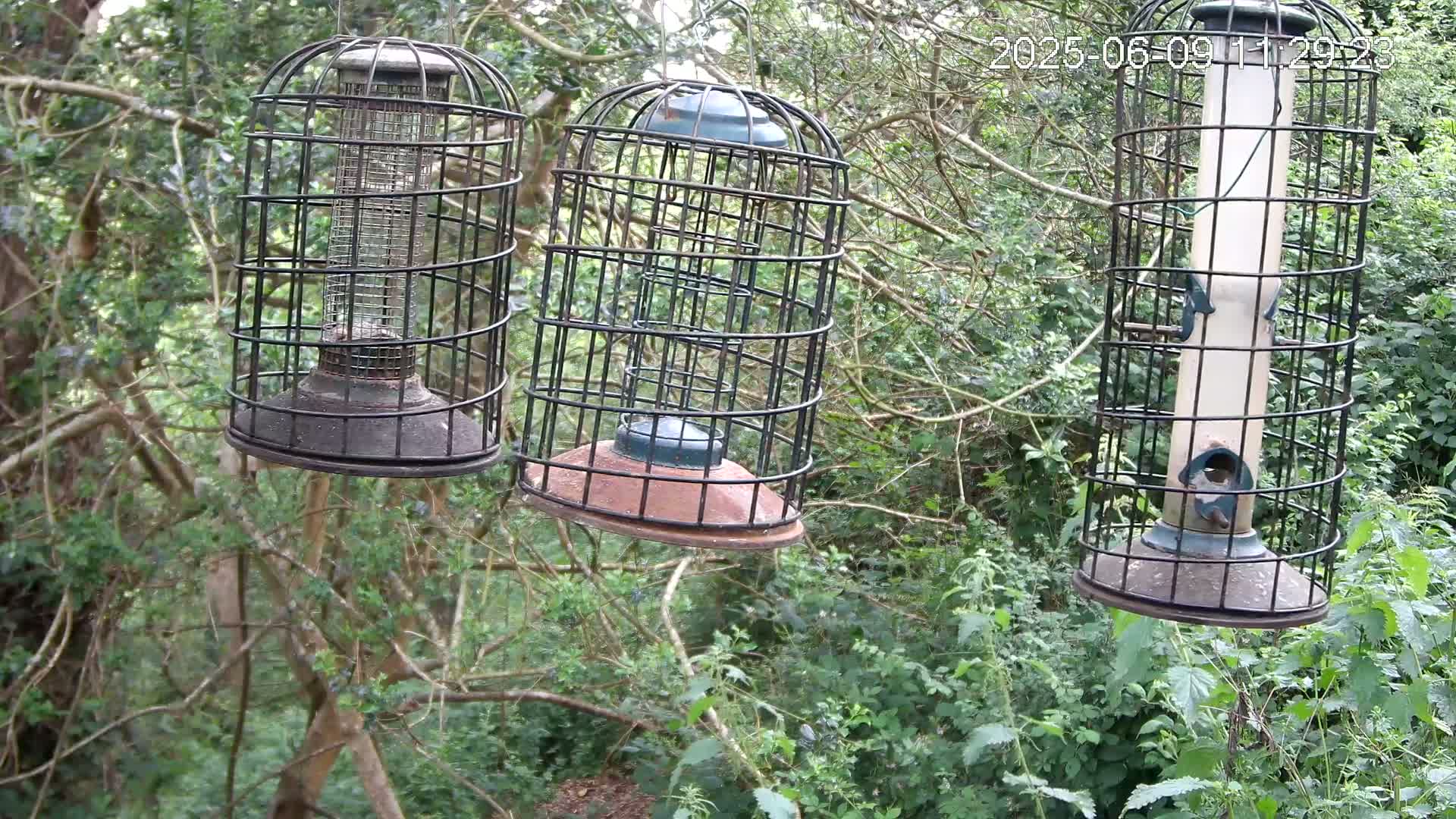 Three caged bird feeders hang from the branches of a leafy green tree outdoors.