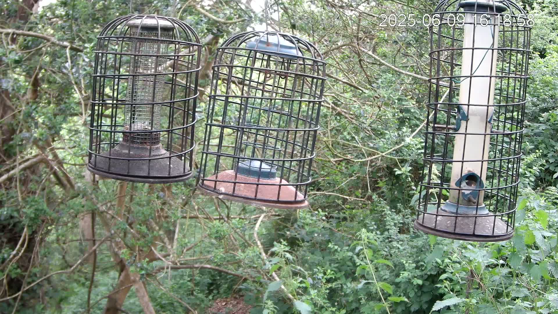 Three caged bird feeders hang from the branches of trees in a lush, green wooded area.
