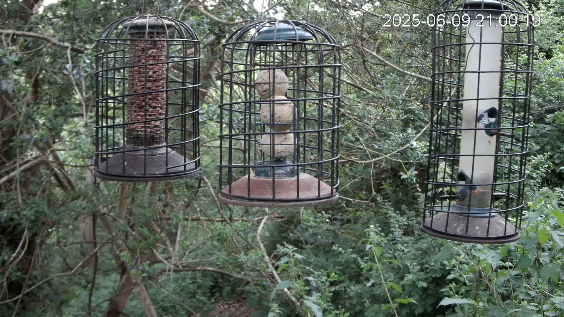 Cornwall, Bird Watching Bird Feeder Live Cam -  Helston, Cornwall, South West, England, United Kingdom