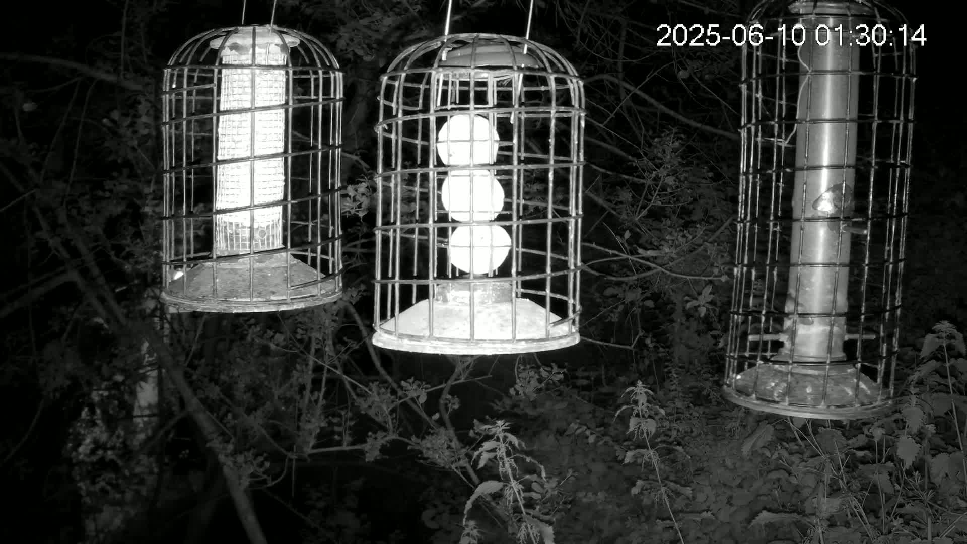 Cornwall, Bird Watching Bird Feeder Live Cam -  Helston, Cornwall, South West, England, United Kingdom