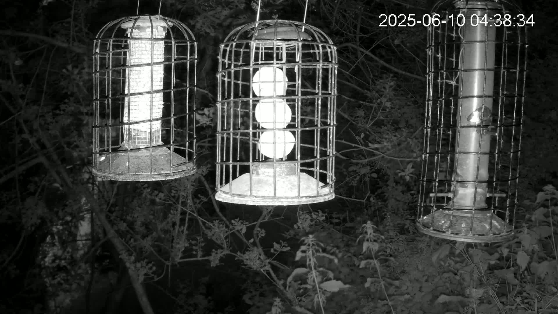 Cornwall, Bird Watching Bird Feeder Live Cam -  Helston, Cornwall, South West, England, United Kingdom