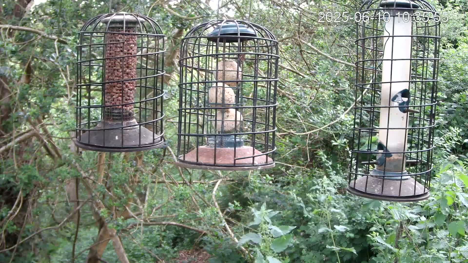 Three caged bird feeders hang from tree branches in a leafy green forest.