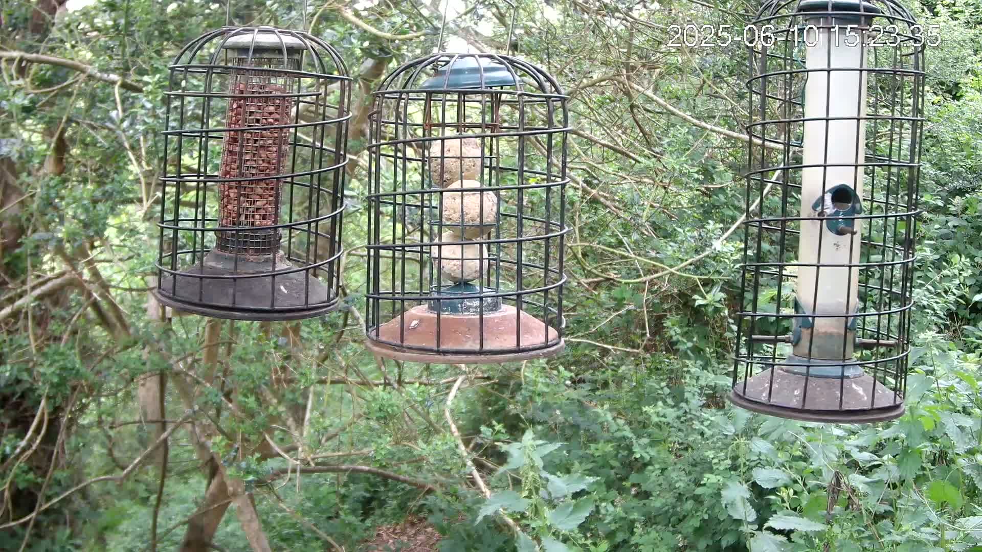 Three caged bird feeders, one filled with peanuts, another with seed balls, and a third with seeds, hang from tree branches in a leafy, green wooded area.