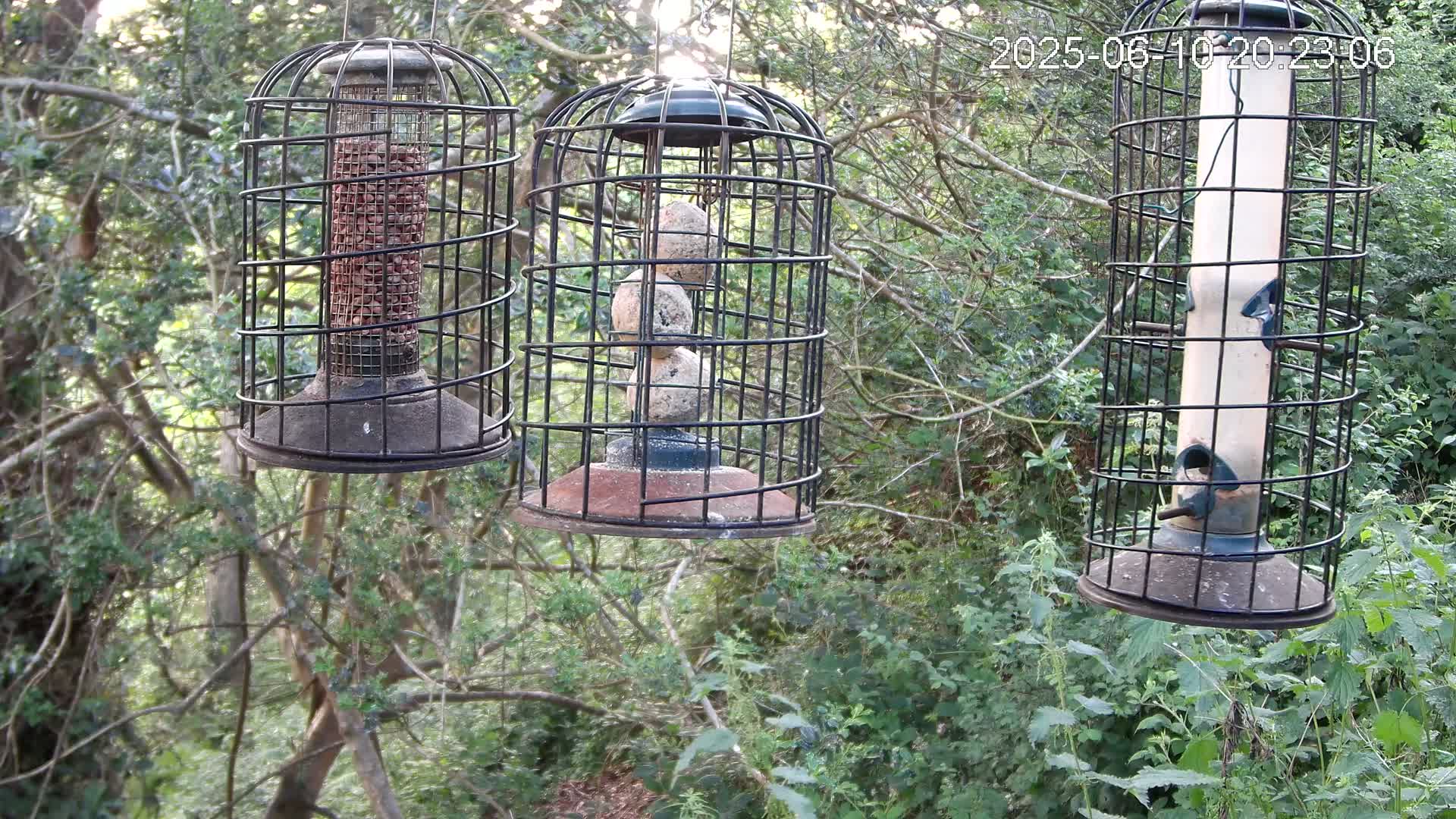 Cornwall, Bird Watching Bird Feeder Live Cam -  Helston, Cornwall, South West, England, United Kingdom