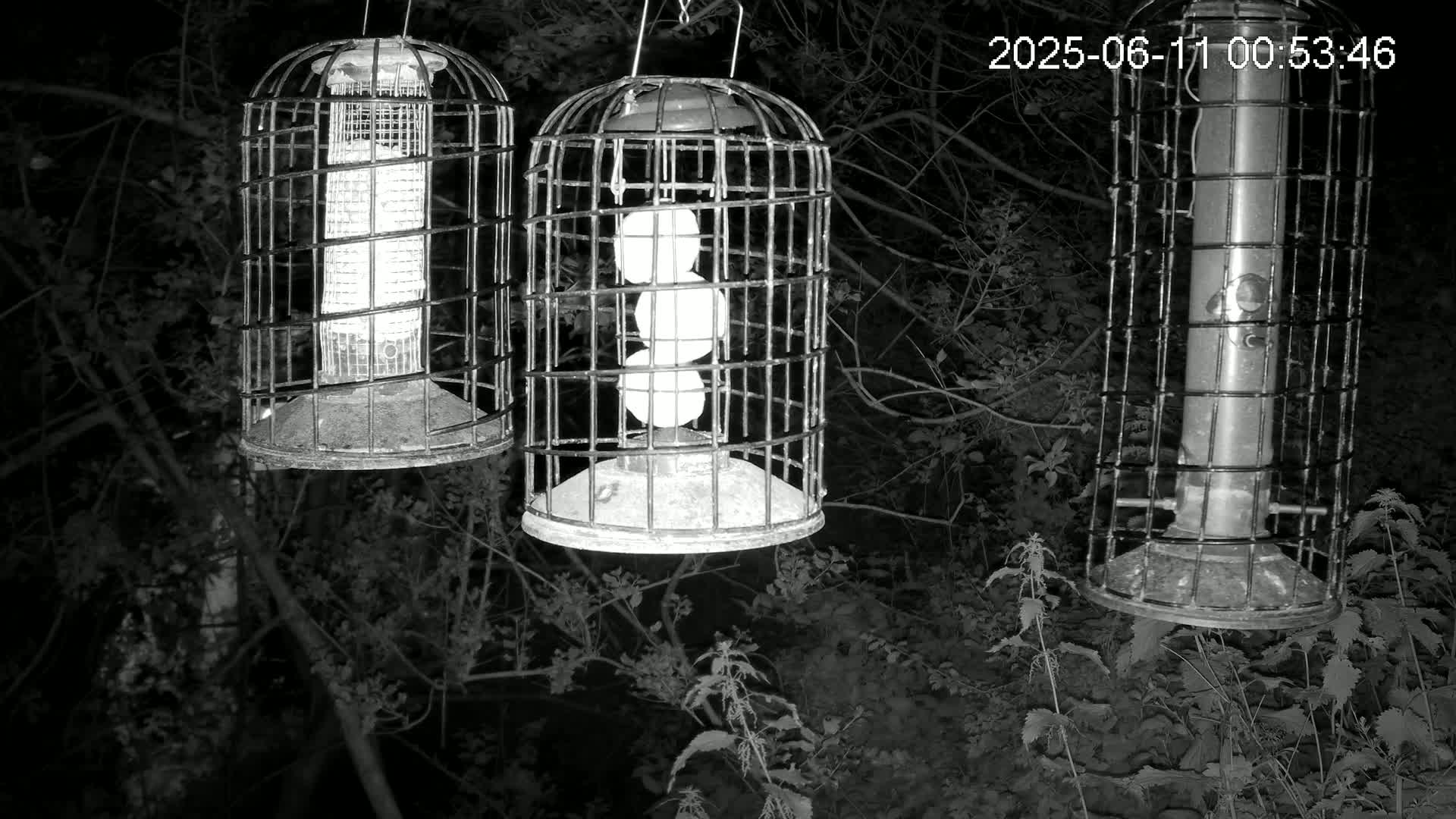 Cornwall, Bird Watching Bird Feeder Live Cam -  Helston, Cornwall, South West, England, United Kingdom