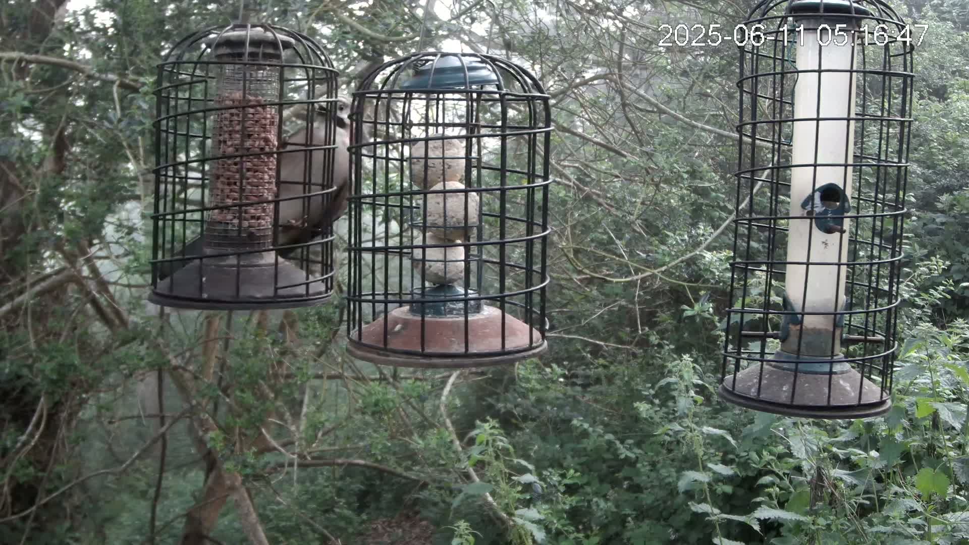 Cornwall, Bird Watching Bird Feeder Live Cam -  Helston, Cornwall, South West, England, United Kingdom