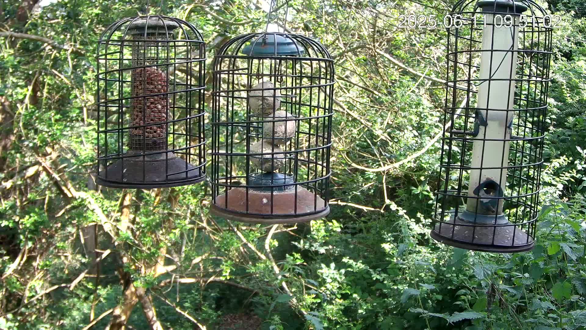 Three caged bird feeders, one filled with peanuts, one with seed balls, and one with seeds, hang from branches in a lush green wooded area.