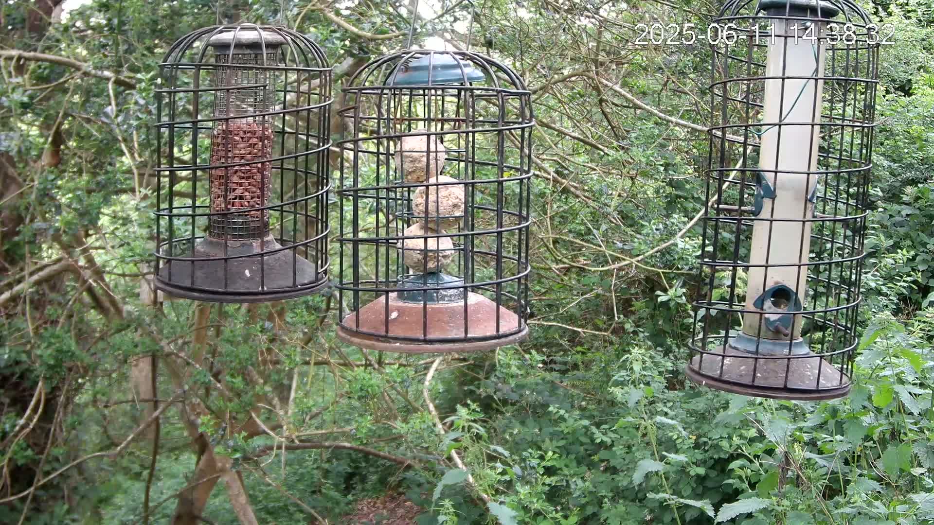 Three bird feeders, filled with various birdseed, hang from tree branches in a lush green woodland.