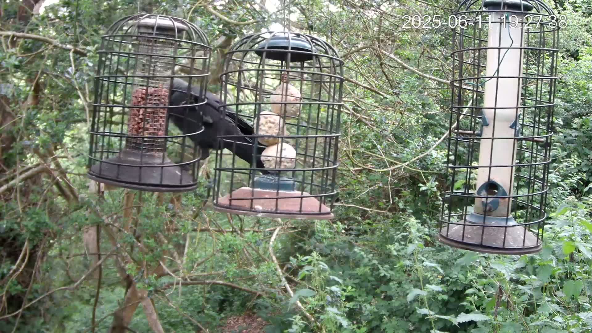 Cornwall, Bird Watching Bird Feeder Live Cam -  Helston, Cornwall, South West, England, United Kingdom
