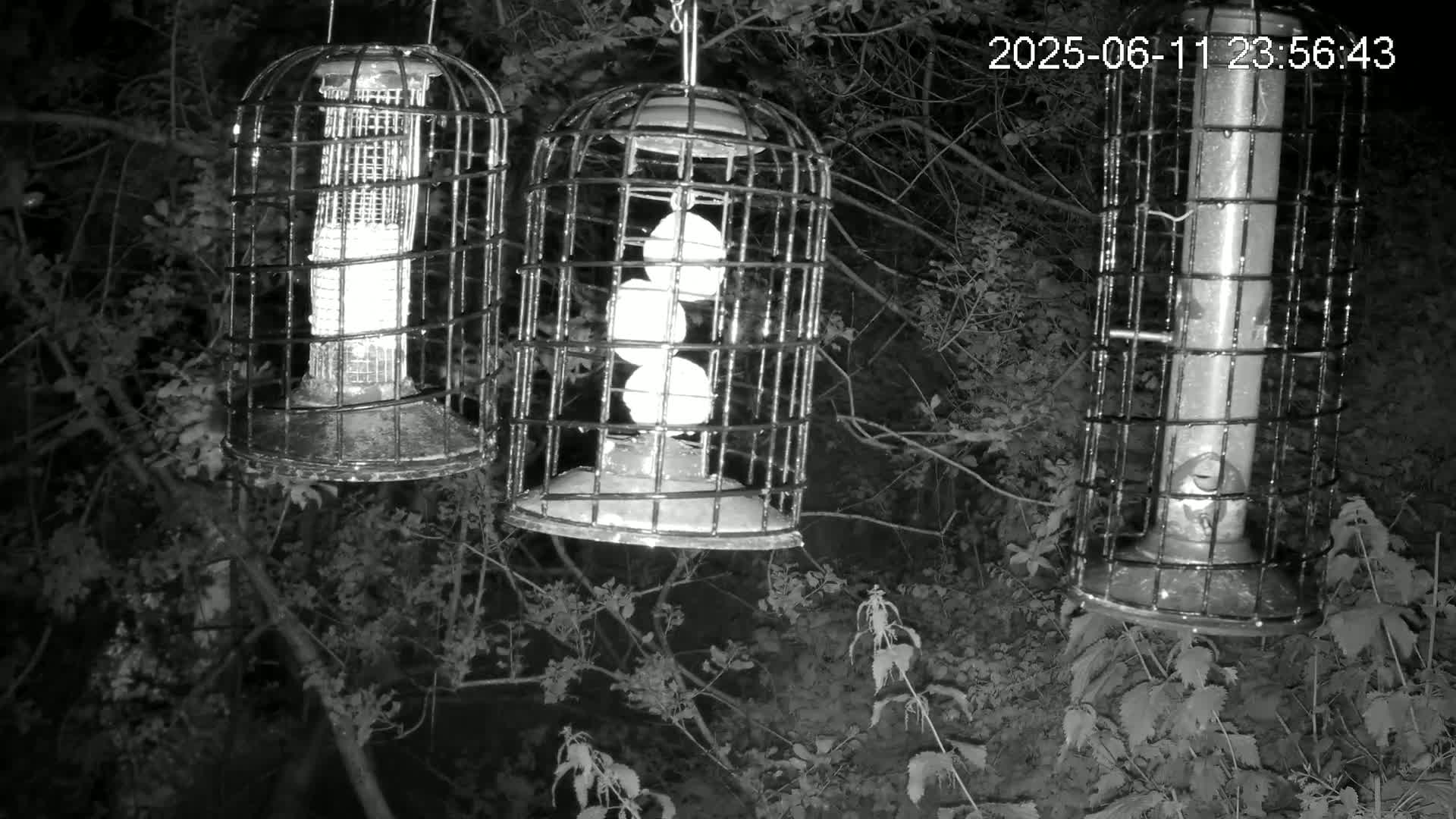 Cornwall, Bird Watching Bird Feeder Live Cam -  Helston, Cornwall, South West, England, United Kingdom