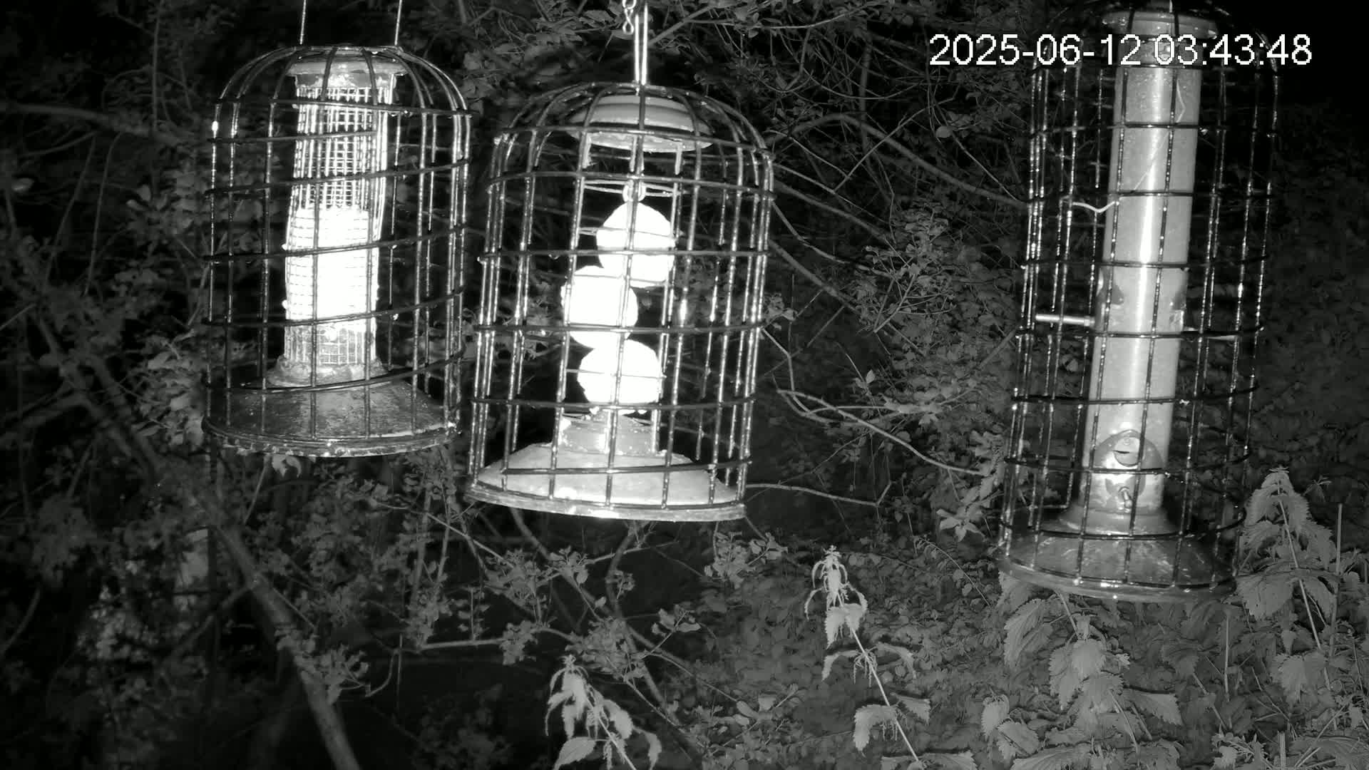 Cornwall, Bird Watching Bird Feeder Live Cam -  Helston, Cornwall, South West, England, United Kingdom