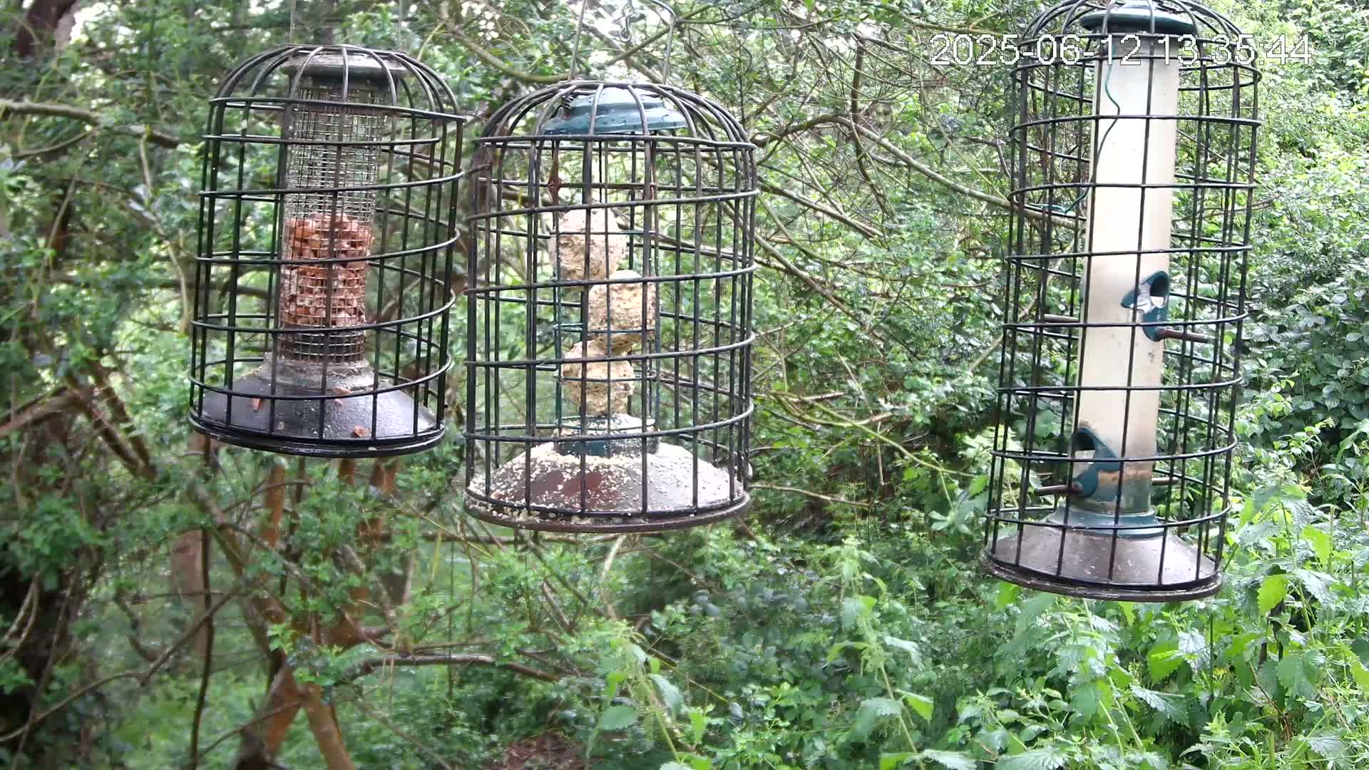 Three bird feeders hang from branches in a lush, green forest, possibly during a light rain shower.