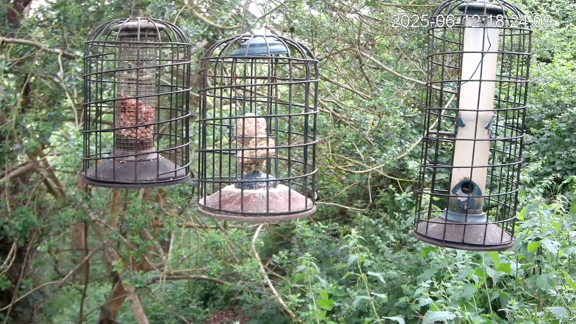 Three caged bird feeders, filled with various seeds and nuts, hang from tree branches in a leafy, green wooded area.