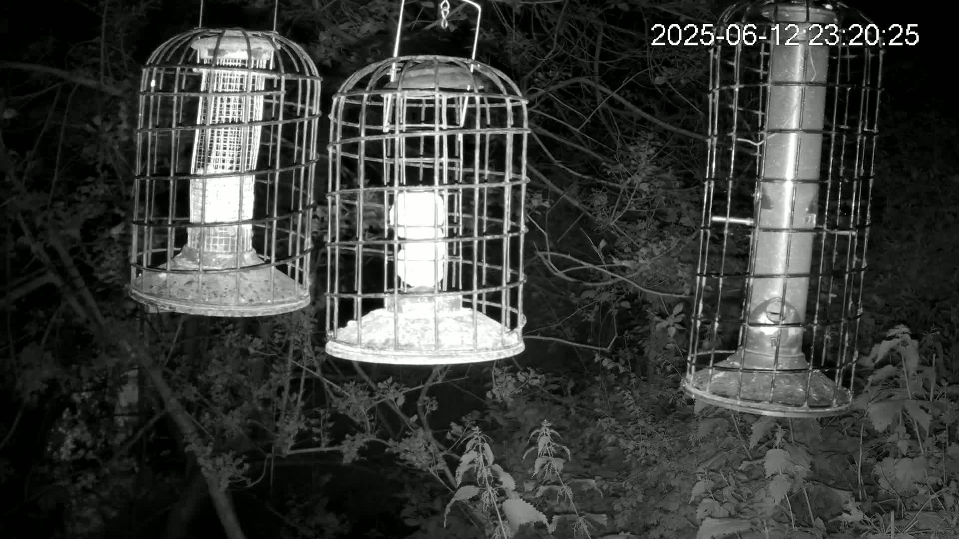 Cornwall, Bird Watching Bird Feeder Live Cam -  Helston, Cornwall, South West, England, United Kingdom