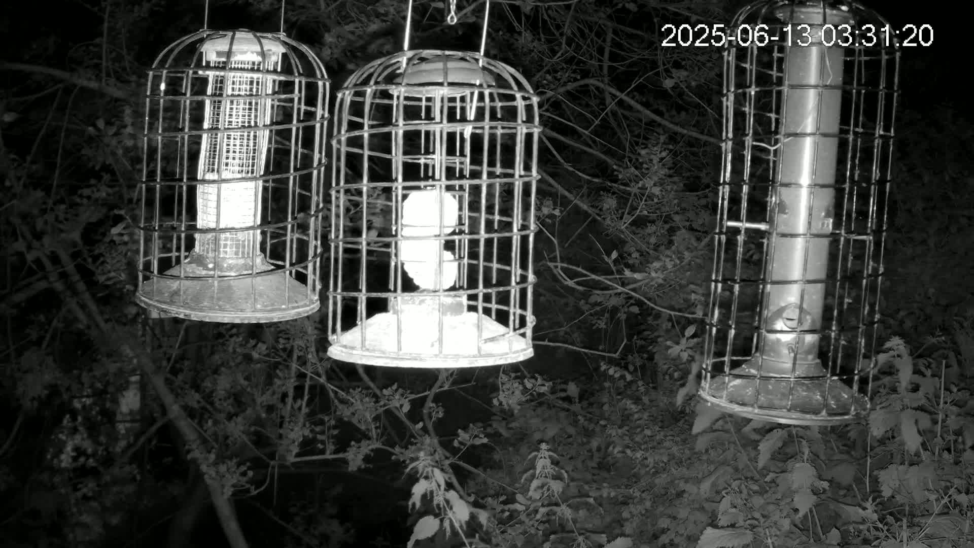 Cornwall, Bird Watching Bird Feeder Live Cam -  Helston, Cornwall, South West, England, United Kingdom