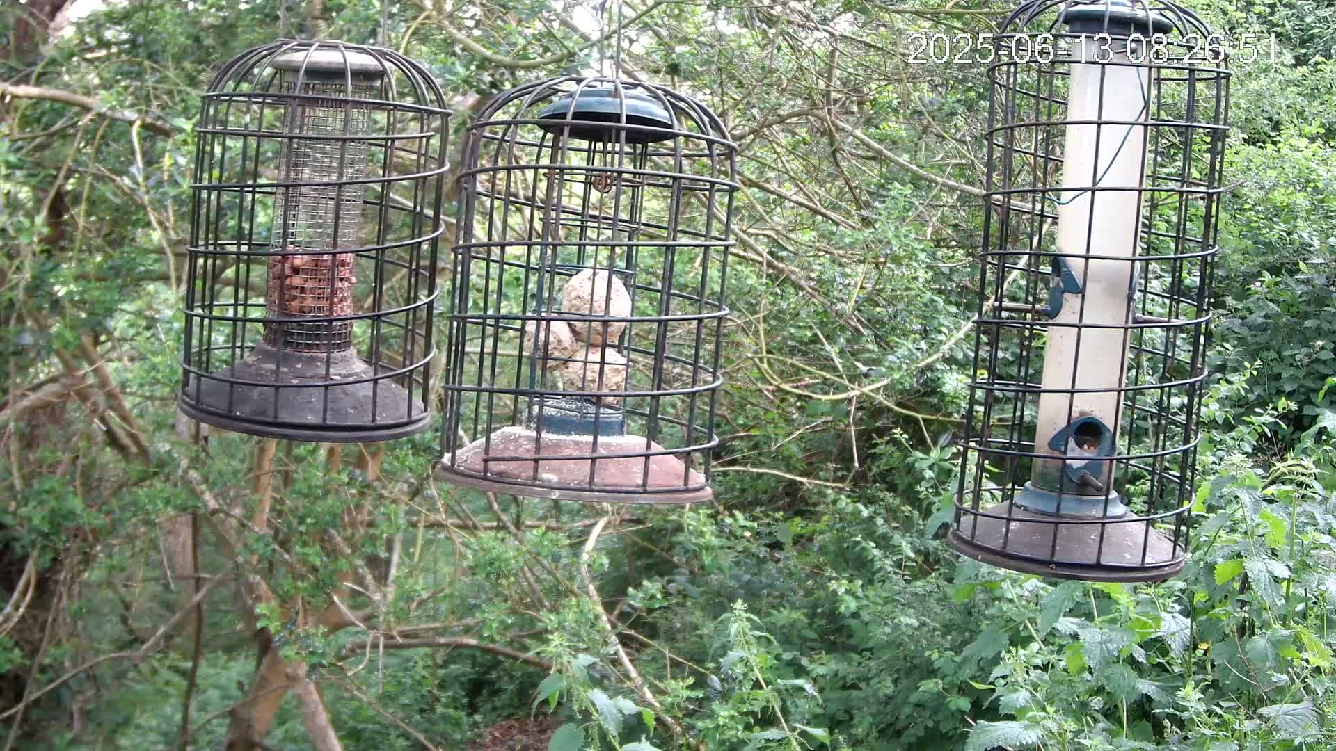 Three caged bird feeders hang from tree branches in a lush green wooded area.