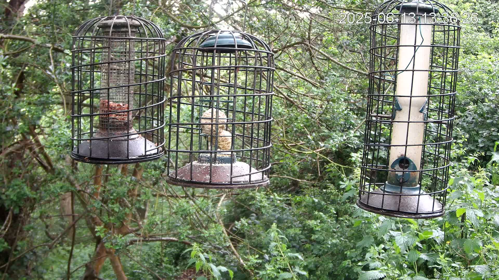 Three bird feeders, encased in wire cages, hang from branches in a lush green wooded area.