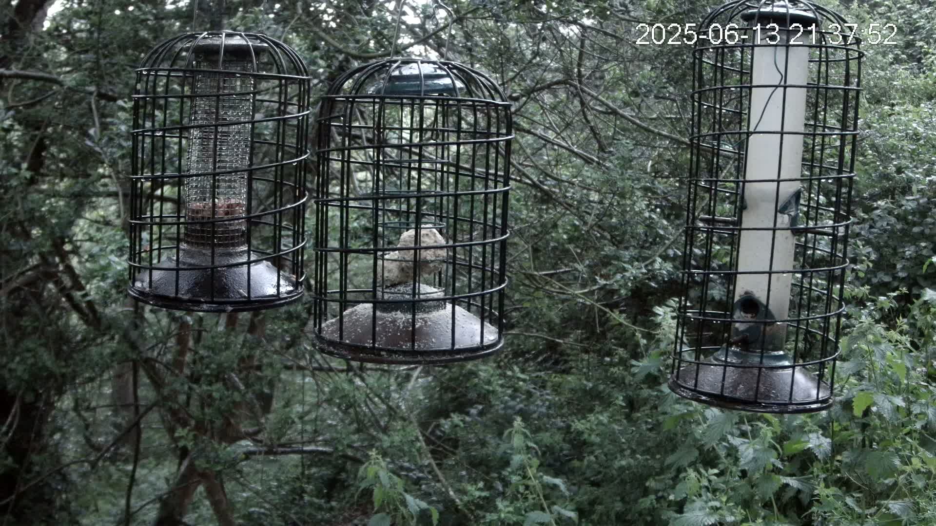 Three caged bird feeders hang from tree branches in a wooded area on a rainy day.