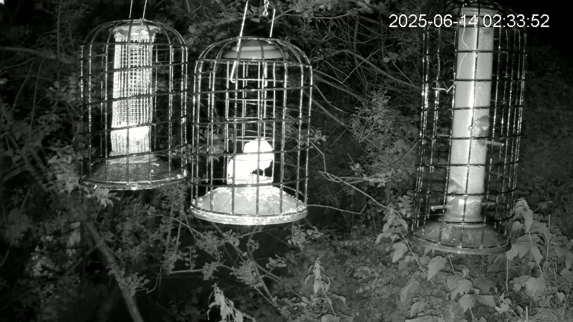 Cornwall, Bird Watching Bird Feeder Live Cam -  Helston, Cornwall, South West, England, United Kingdom