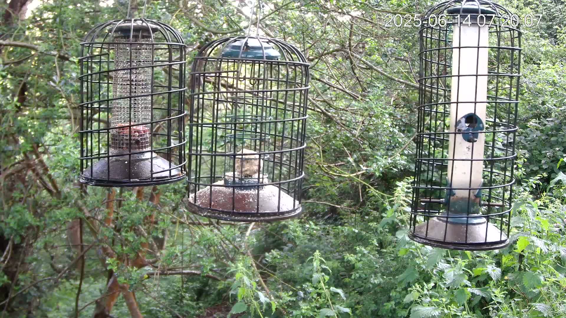 Cornwall, Bird Watching Bird Feeder Live Cam -  Helston, Cornwall, South West, England, United Kingdom