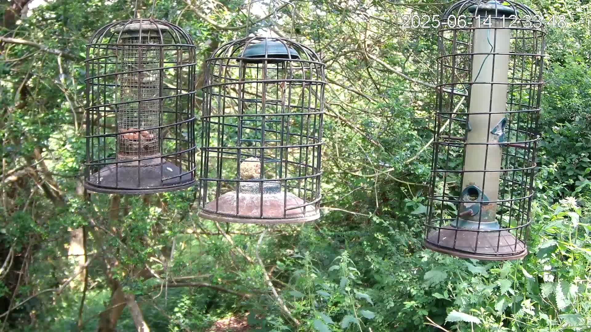 Three caged bird feeders hang from tree branches in a lush green wooded area on a sunny day.