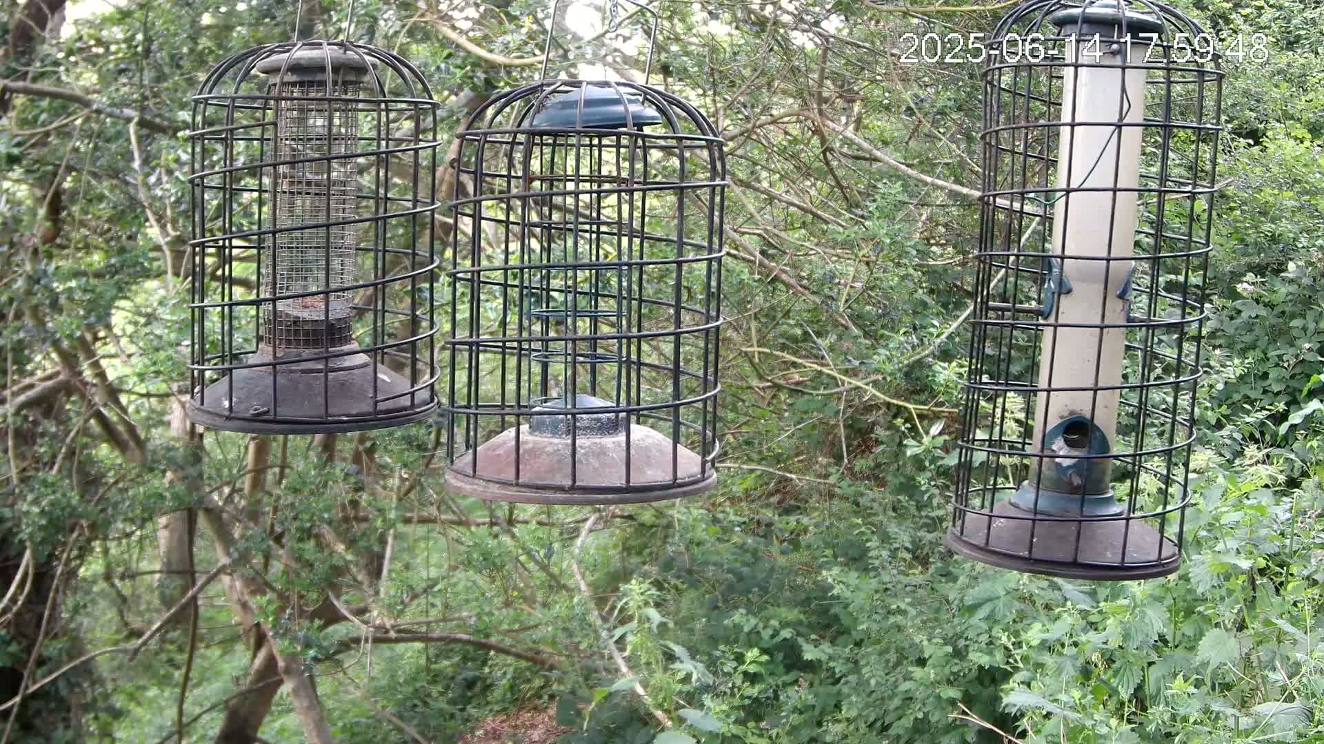 Three caged bird feeders hang from branches in a lush green wooded area.