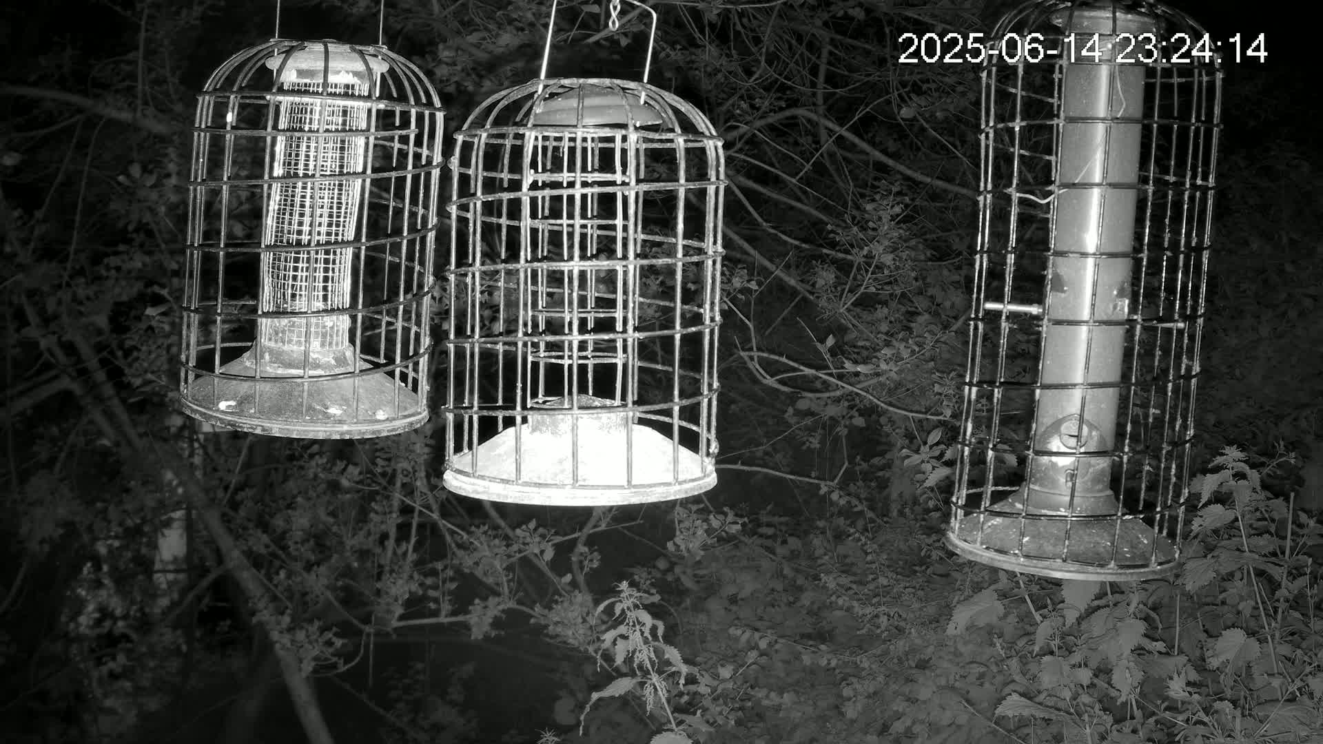 Three caged bird feeders hang from branches in a lush green wooded area.