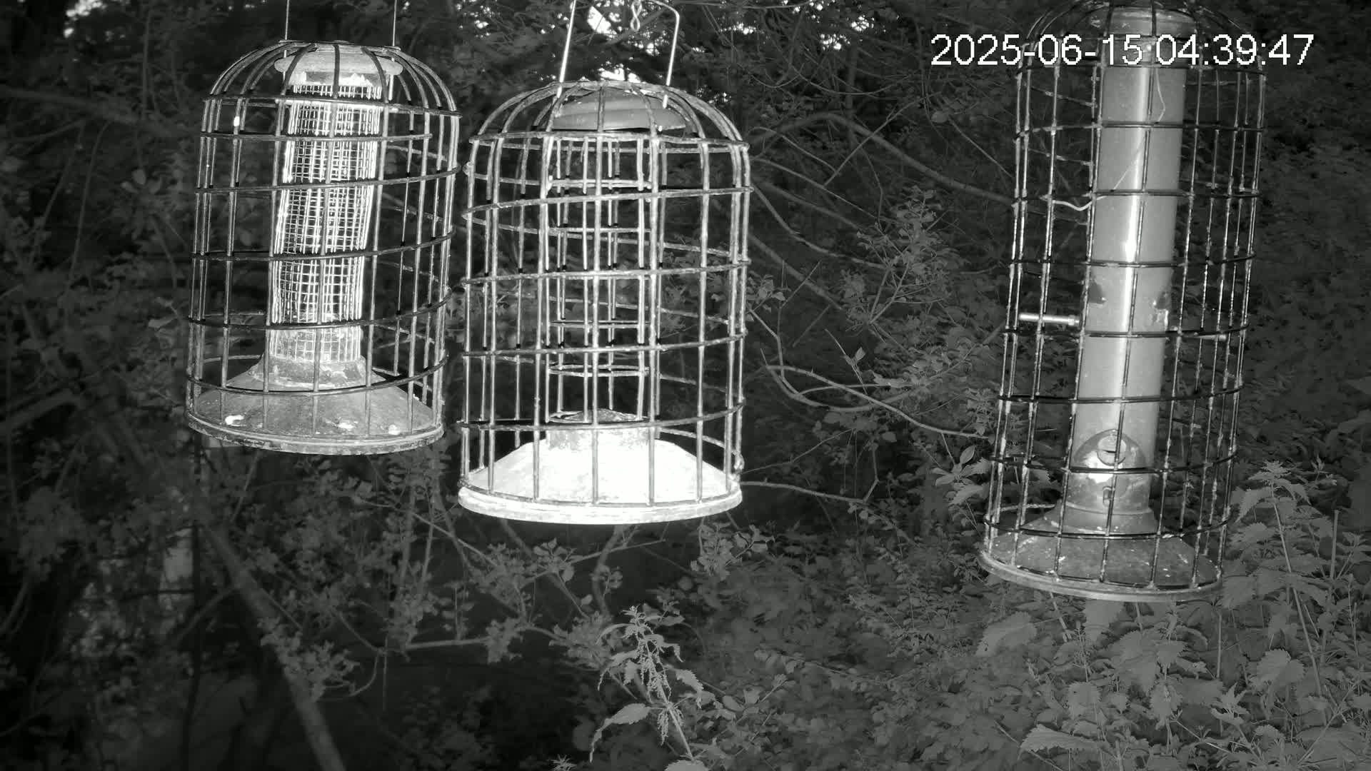 Cornwall, Bird Watching Bird Feeder Live Cam -  Helston, Cornwall, South West, England, United Kingdom