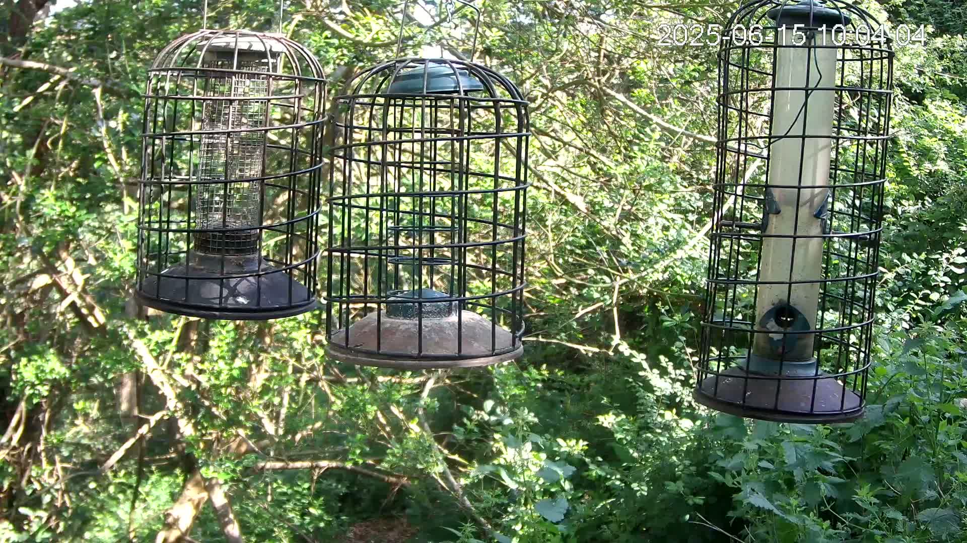Three caged bird feeders hang from tree branches in a sunny, leafy woodland setting.