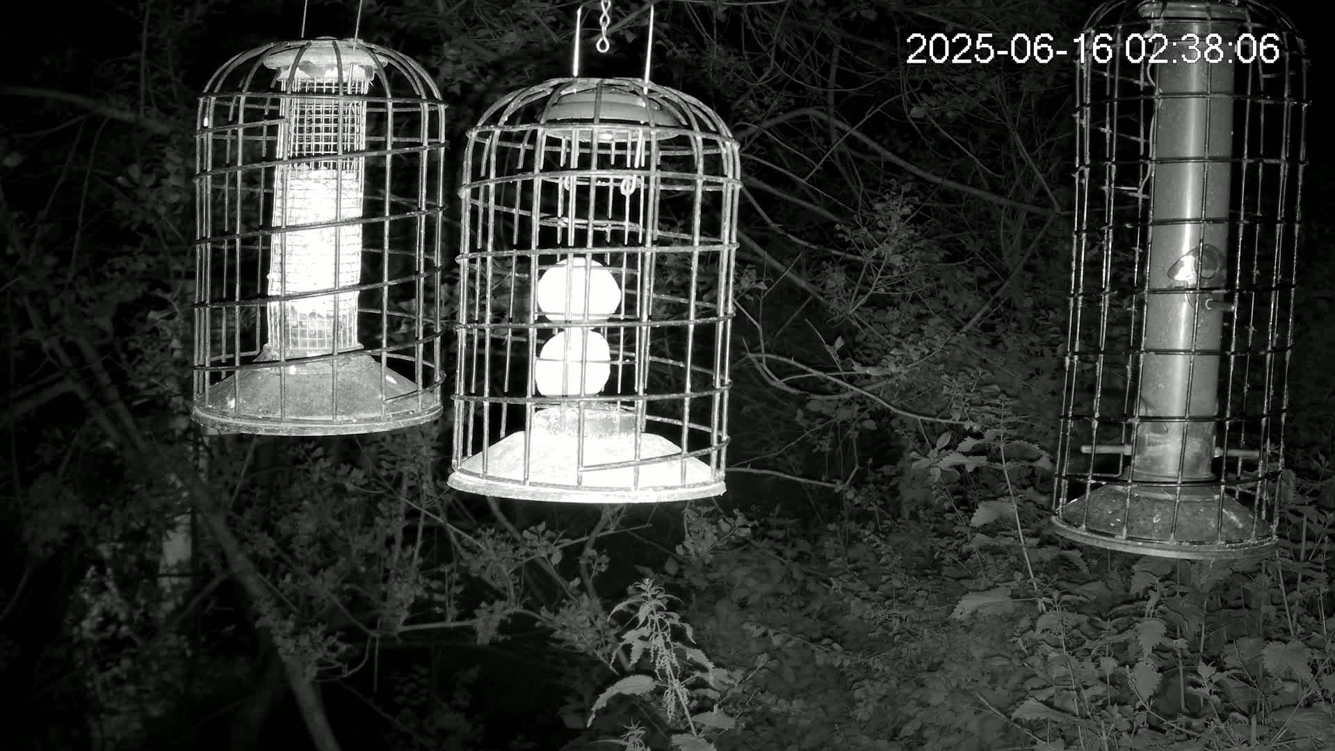 Cornwall, Bird Watching Bird Feeder Live Cam -  Helston, Cornwall, South West, England, United Kingdom