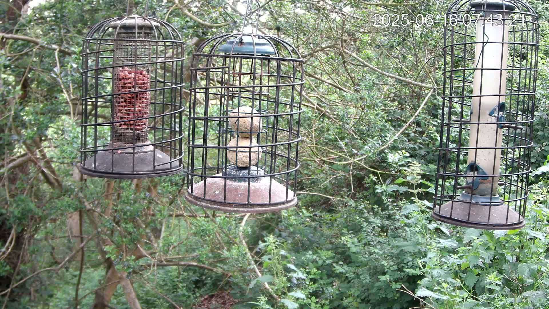 Cornwall, Bird Watching Bird Feeder Live Cam -  Helston, Cornwall, South West, England, United Kingdom