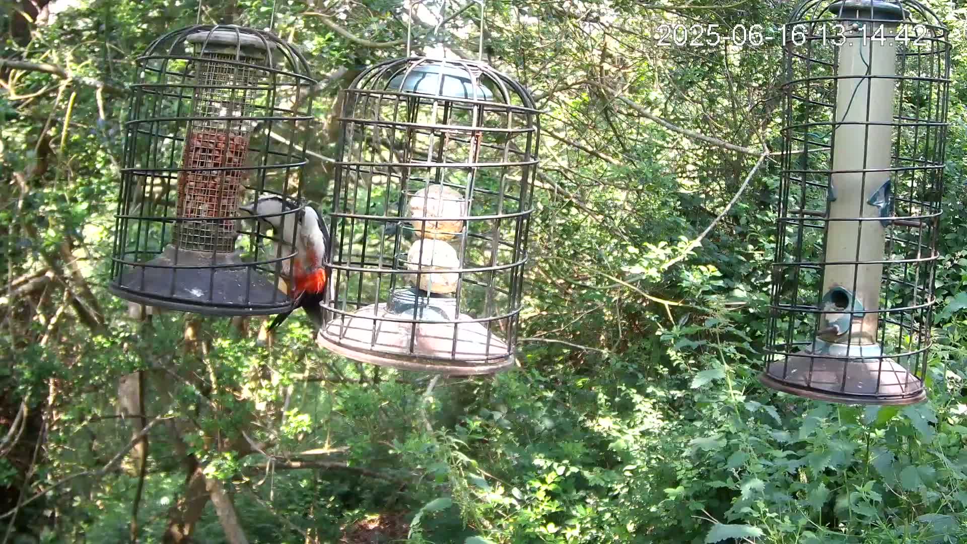 A great spotted woodpecker feeds from one of three caged bird feeders hanging from branches in a sun-dappled woodland.