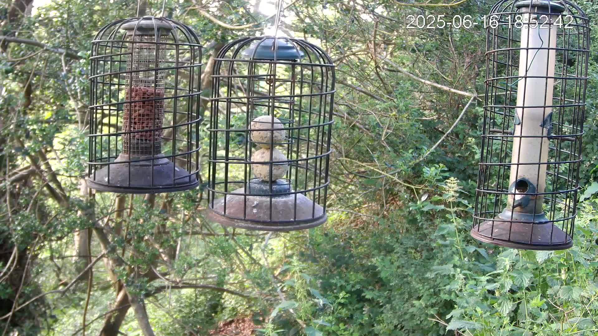 Three caged bird feeders hang from tree branches in a leafy, wooded area.