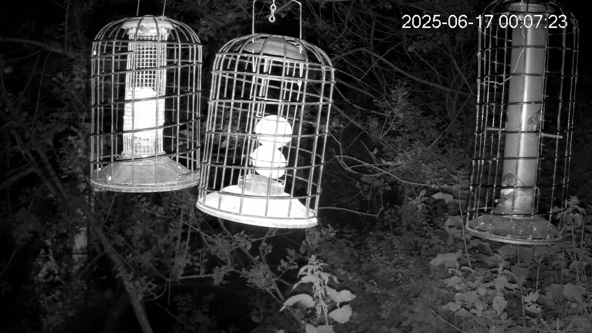 Cornwall, Bird Watching Bird Feeder Live Cam -  Helston, Cornwall, South West, England, United Kingdom