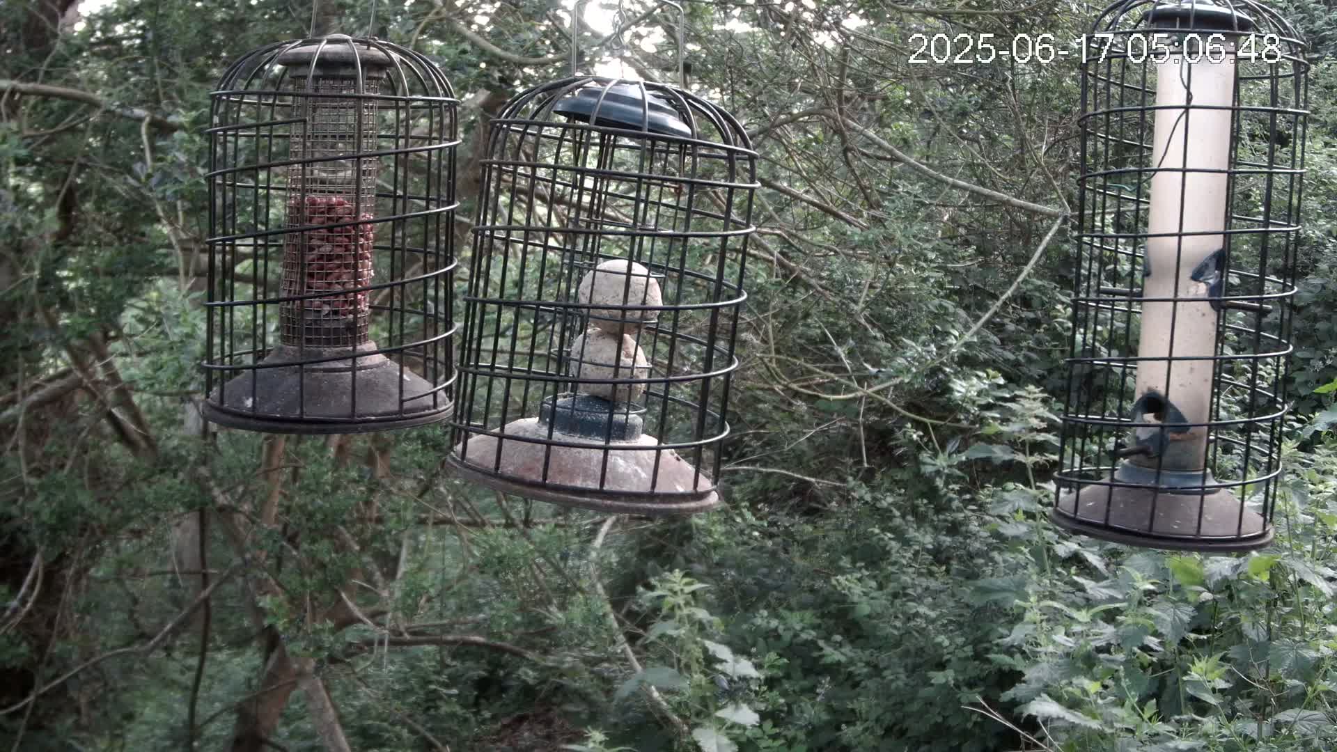 Cornwall, Bird Watching Bird Feeder Live Cam -  Helston, Cornwall, South West, England, United Kingdom