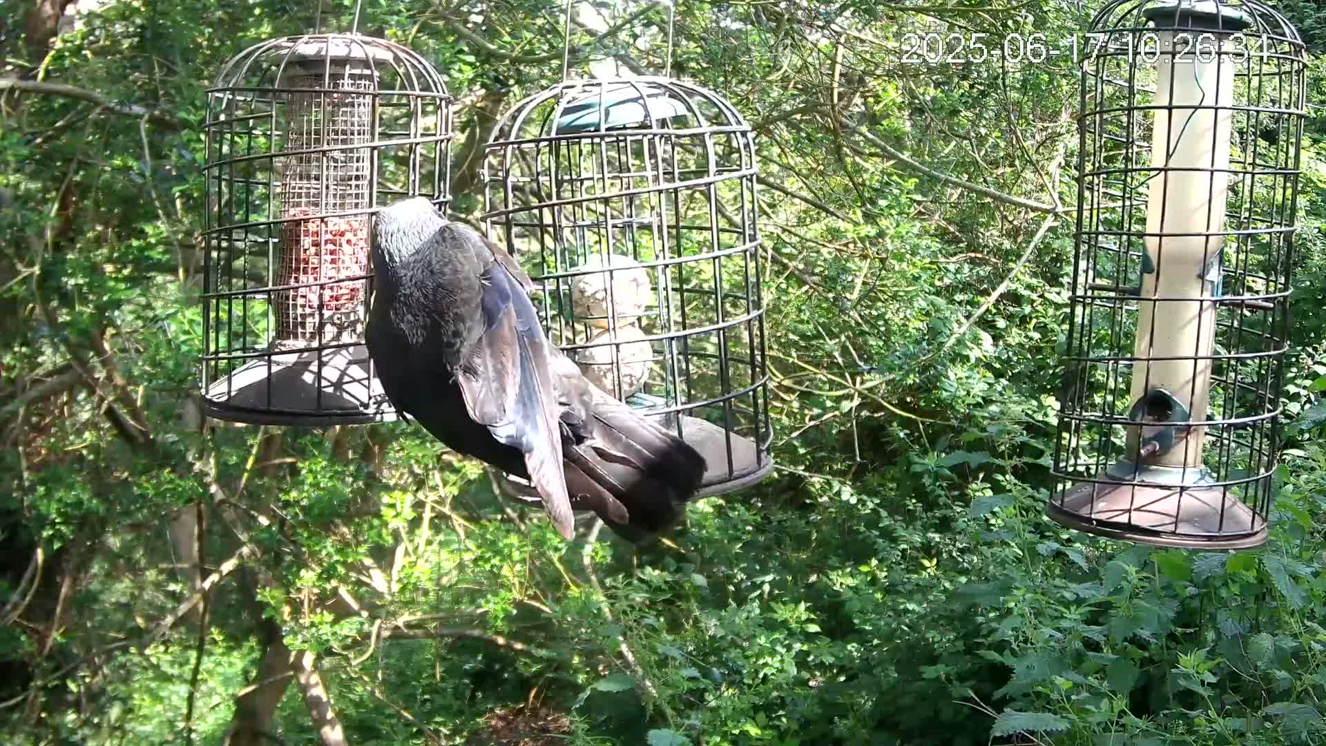 A dark-colored bird is perched on a cage-like bird feeder in a sunny, leafy green woodland setting, with two other bird feeders nearby.