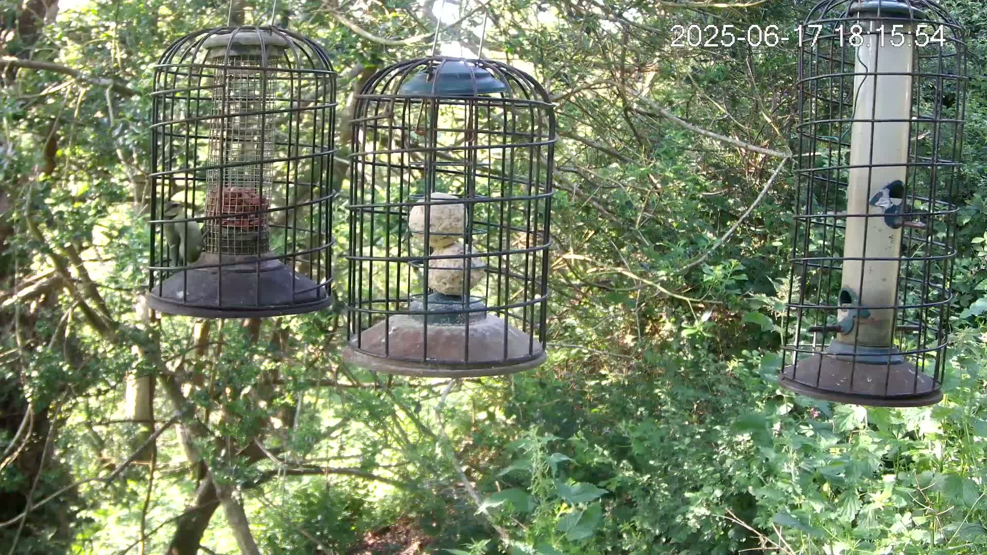 Three caged bird feeders hang from the branches of a leafy green tree on a sunny day.