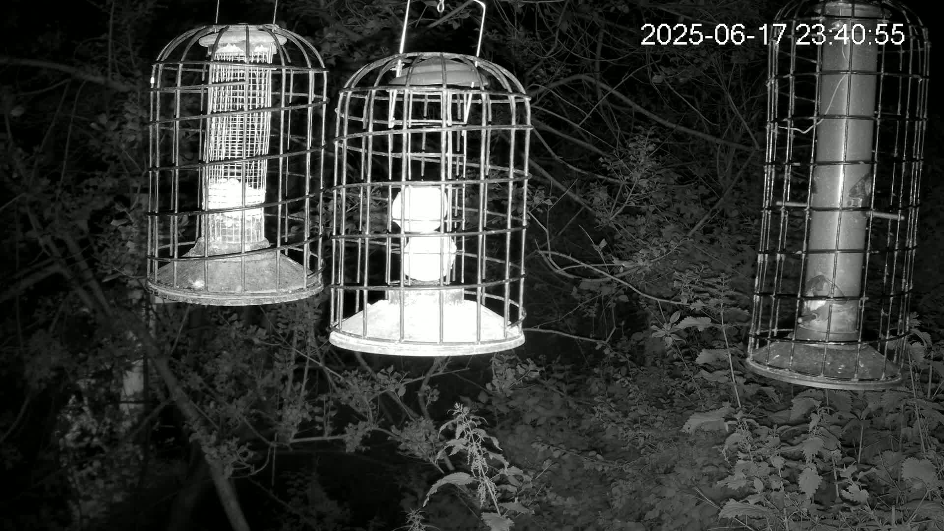 Cornwall, Bird Watching Bird Feeder Live Cam -  Helston, Cornwall, South West, England, United Kingdom
