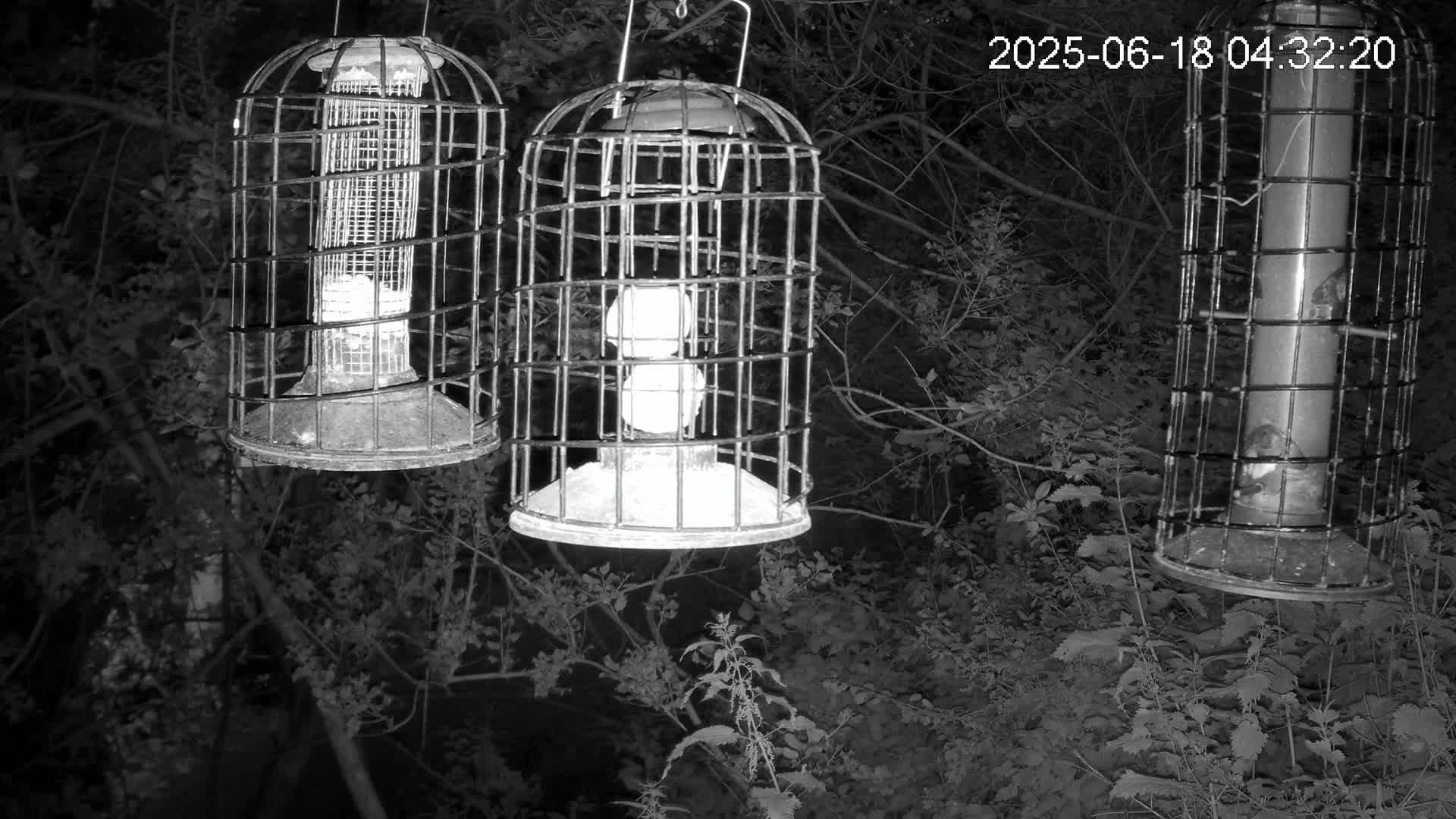 Cornwall, Bird Watching Bird Feeder Live Cam -  Helston, Cornwall, South West, England, United Kingdom
