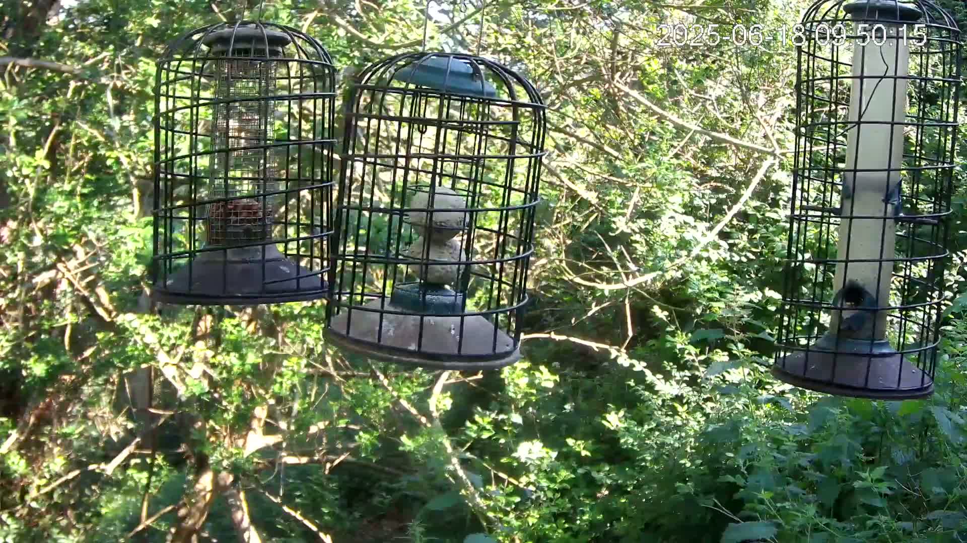 Three caged bird feeders hang from tree branches in a lush, green, sunlit woodland.