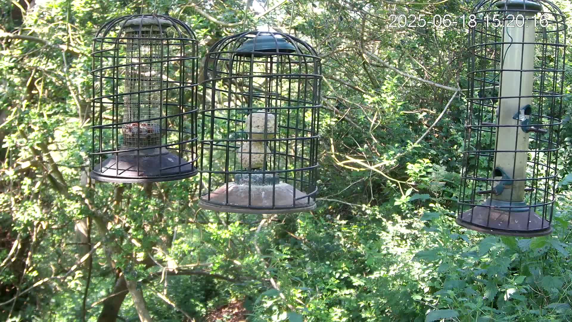 Three caged bird feeders hang from tree branches in a sun-dappled woodland setting.