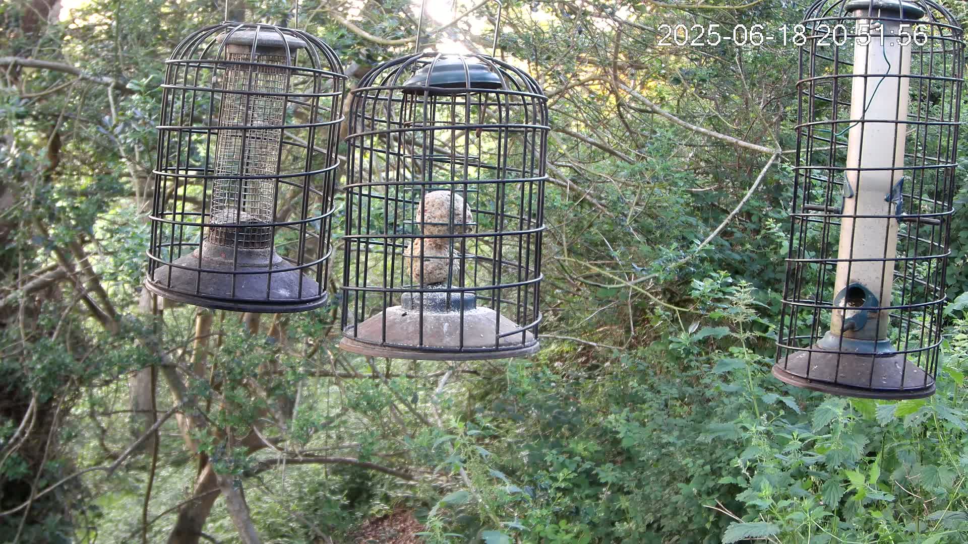 Cornwall, Bird Watching Bird Feeder Live Cam -  Helston, Cornwall, South West, England, United Kingdom