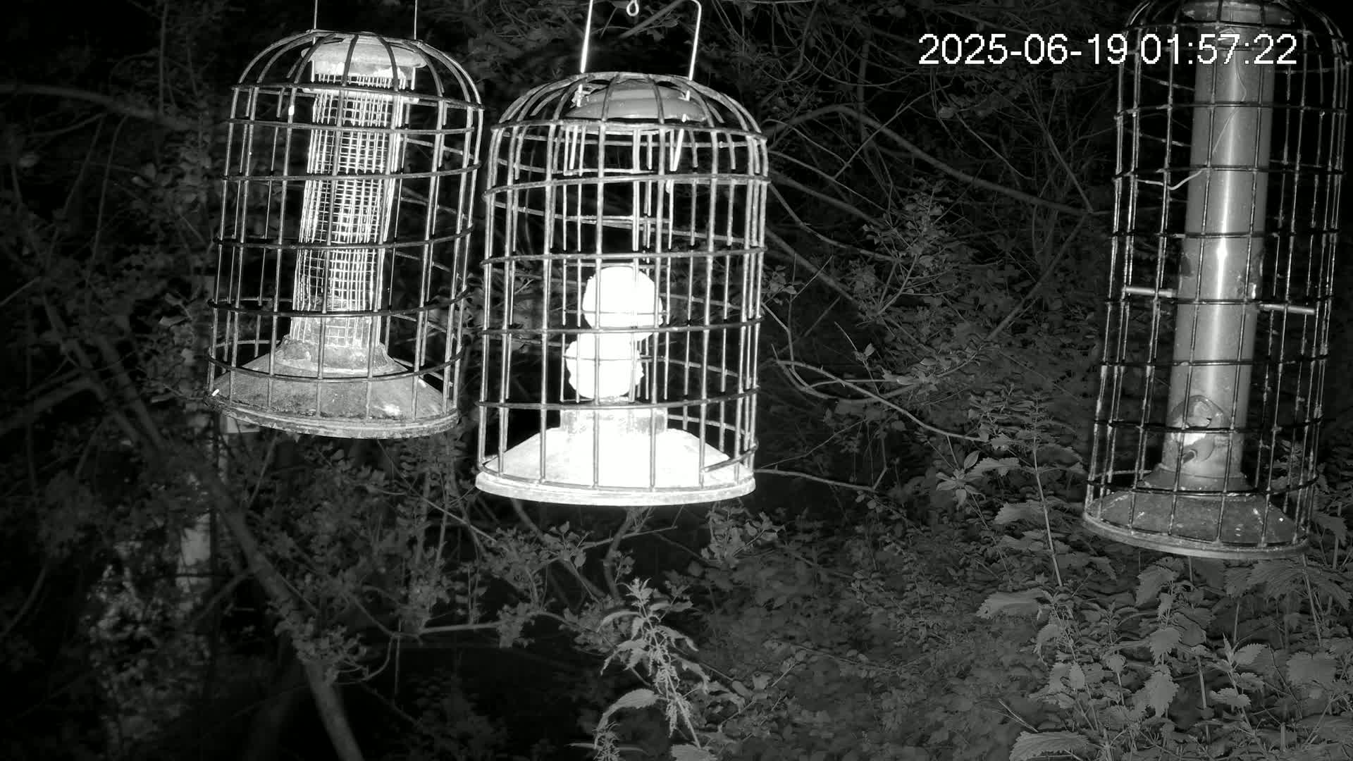 Cornwall, Bird Watching Bird Feeder Live Cam -  Helston, Cornwall, South West, England, United Kingdom