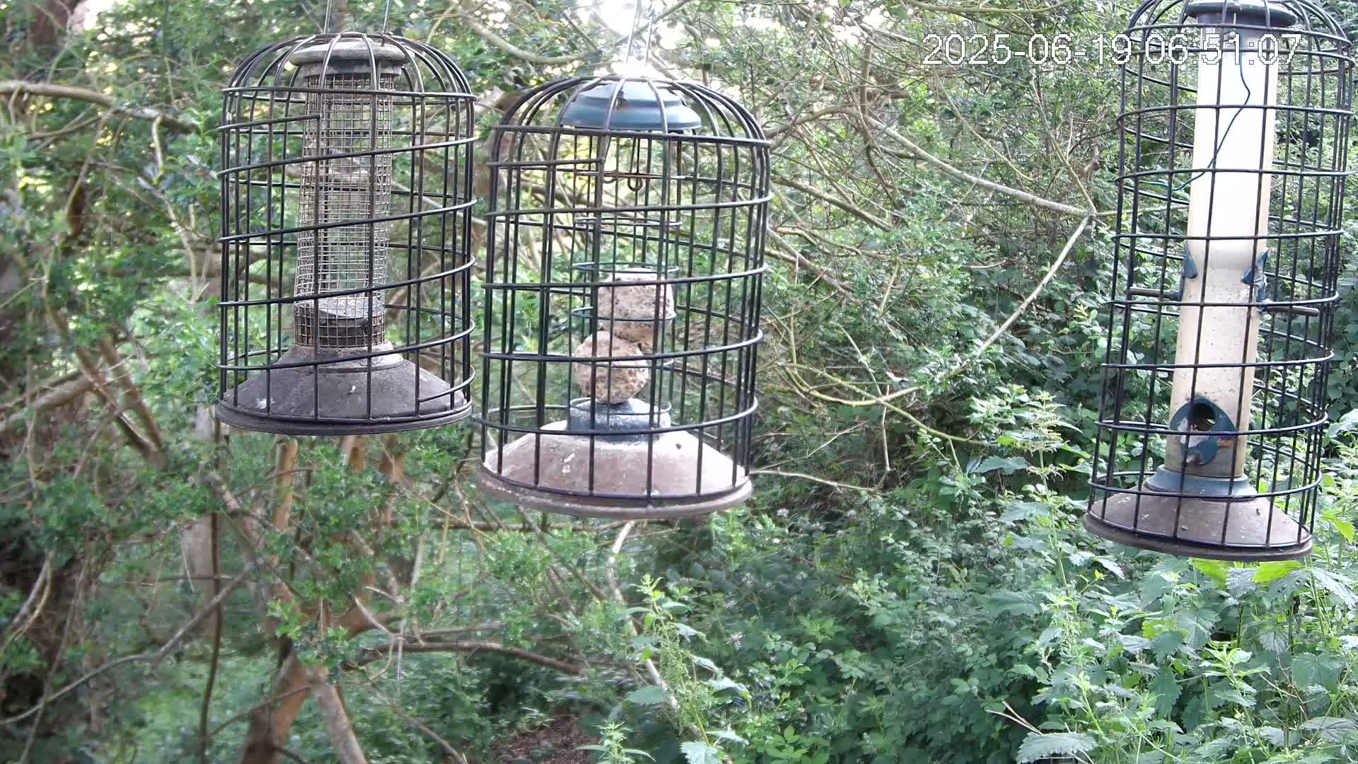 Cornwall, Bird Watching Bird Feeder Live Cam -  Helston, Cornwall, South West, England, United Kingdom