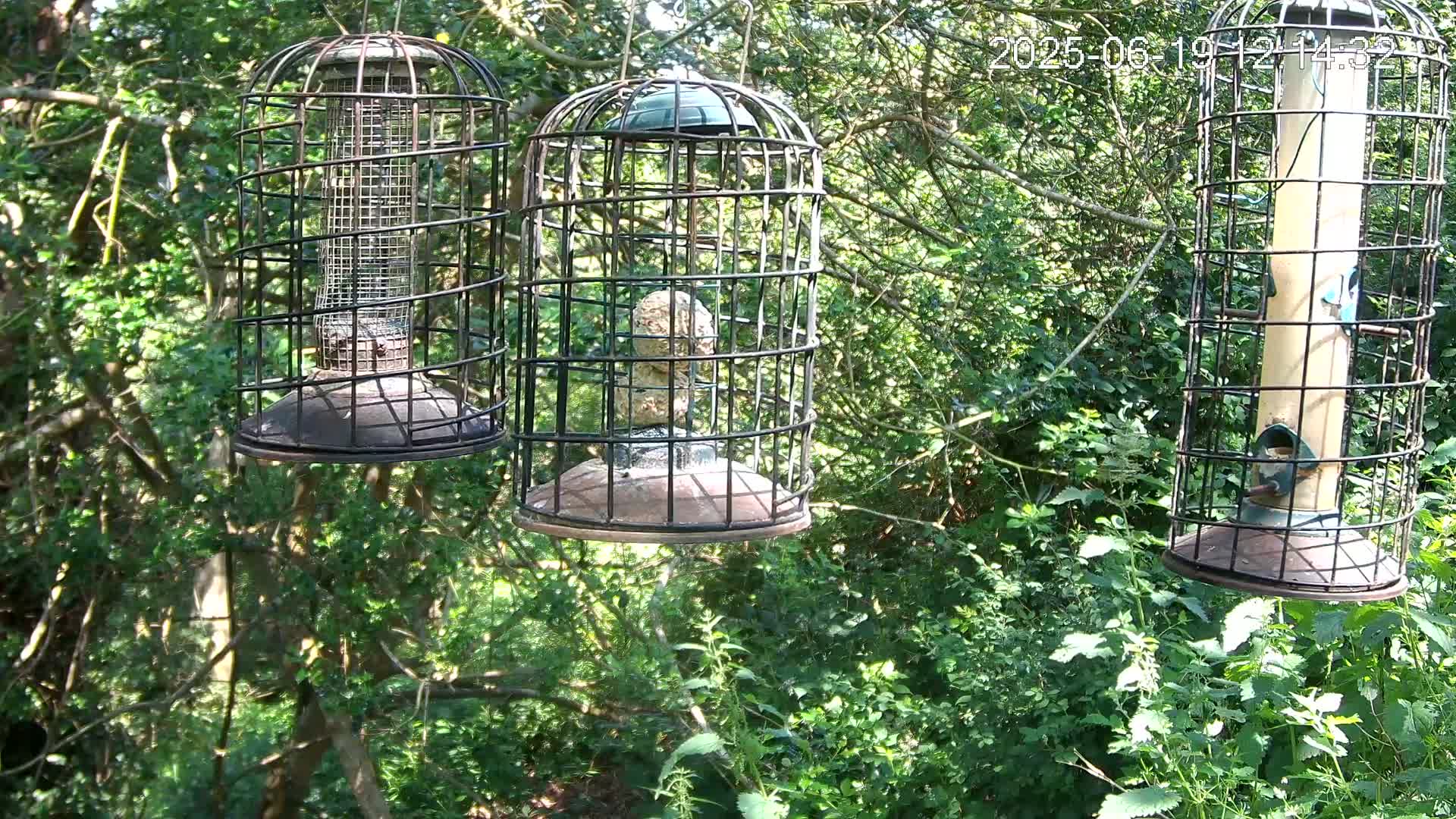 Three caged bird feeders hang from branches in a sunny, leafy green forest.